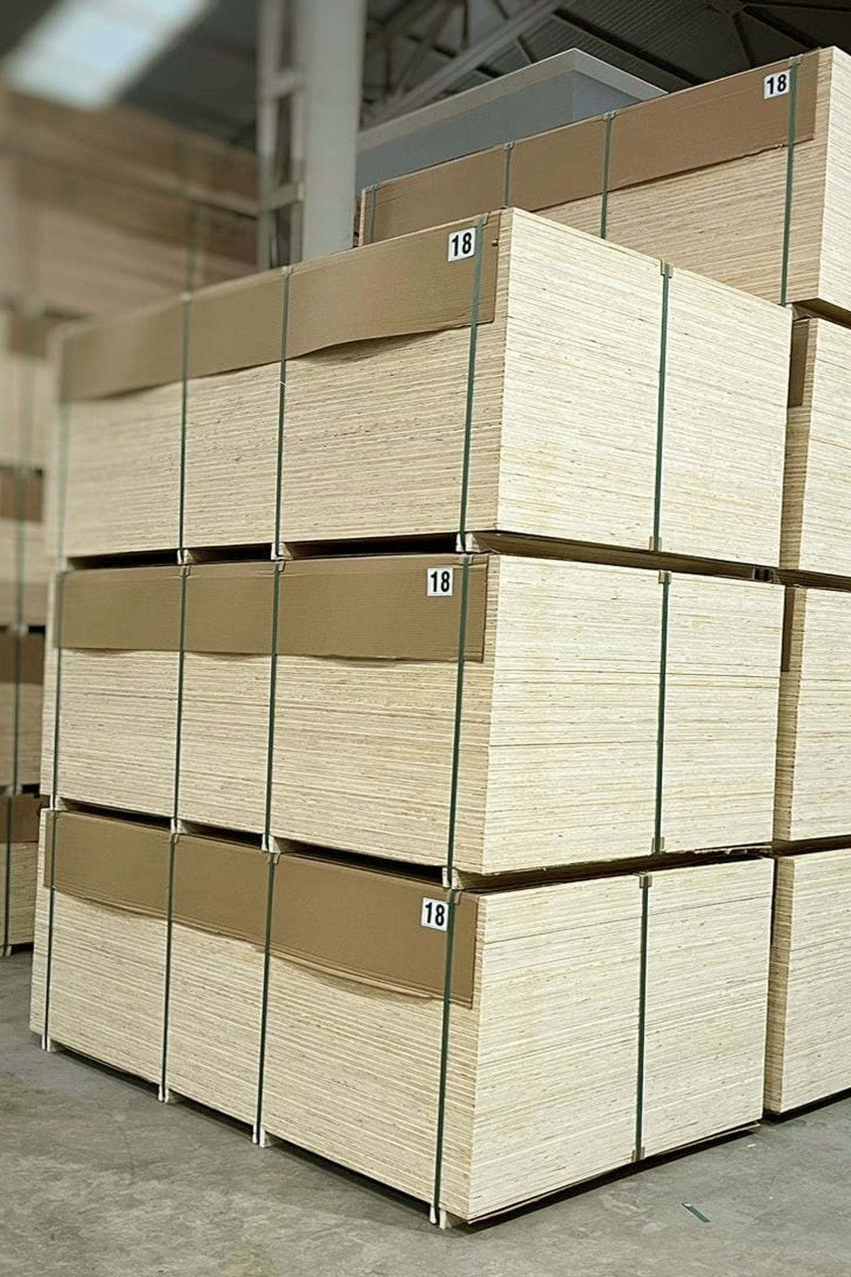 Poplar Plywood